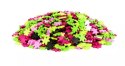 Klocki Meli Minis Shells 2w1 Ślimak i Żółw 500 el. Meli
